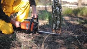 Best Root Management and Removal  in Humble, TX