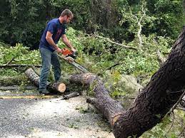  Humble, TX Tree Removal Pros