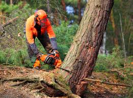 Best Tree Trimming and Pruning  in Humble, TX