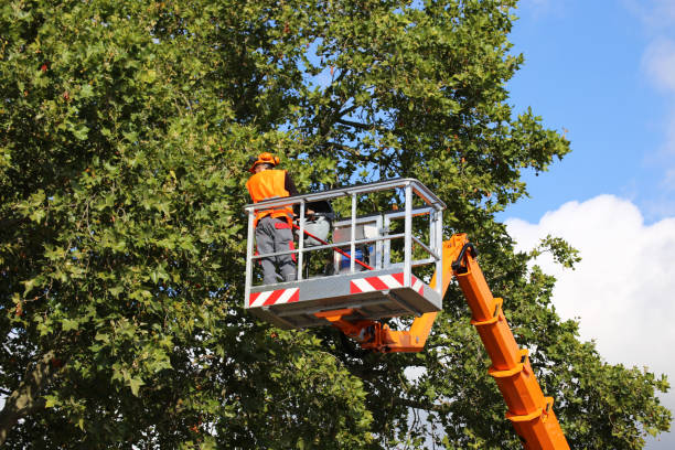 Best Tree Risk Assessment  in Humble, TX