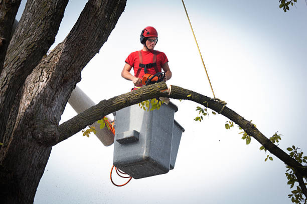 Best Seasonal Cleanup (Spring/Fall)  in Humble, TX