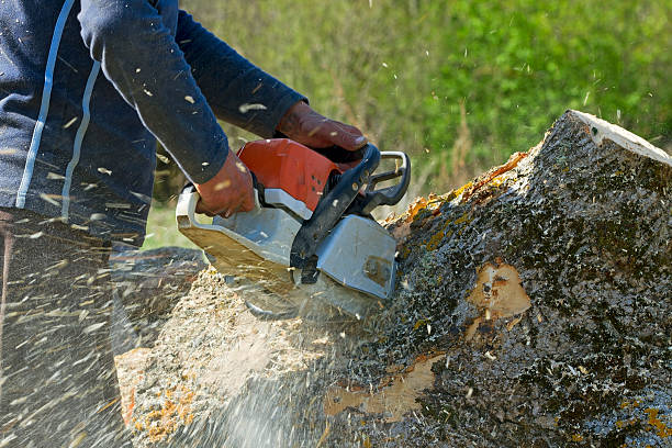 Best Hedge Trimming  in Humble, TX