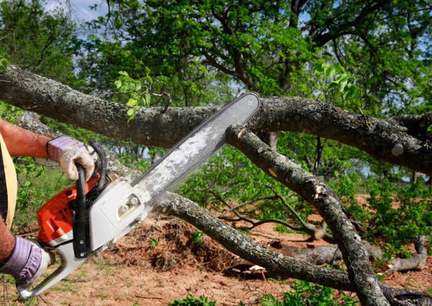 Best Tree Disease Treatment  in Humble, TX